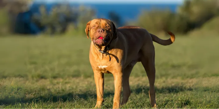 Dogue de Bordeaux-hondenras-verzorging-gezin-sociaal-leven-fysieke-kenmerken-dieet-informatie