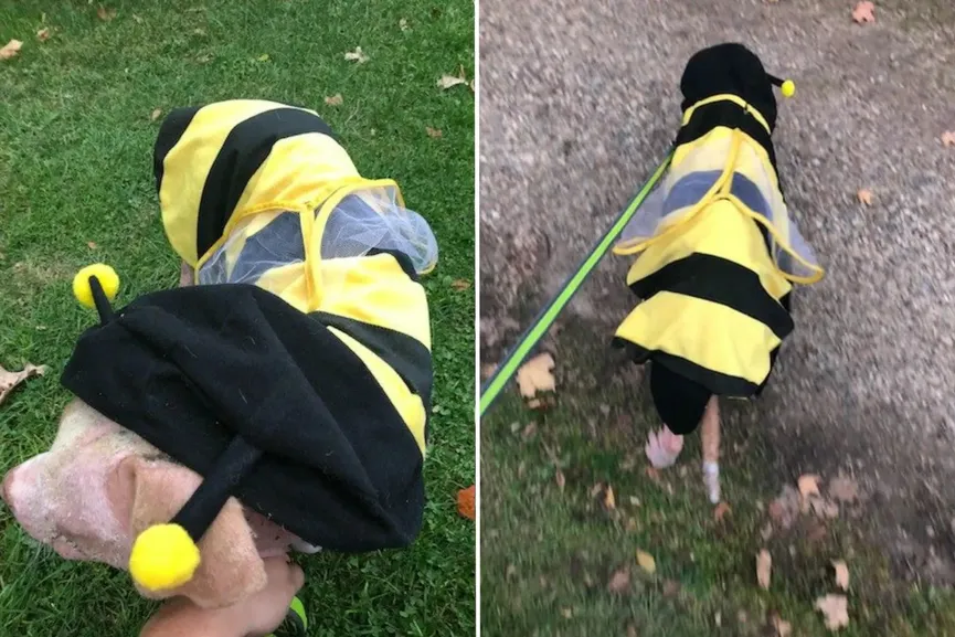 Dove hond die 1000 keer door bijen is gestoken, is nu eindelijk dolgelukkig 9