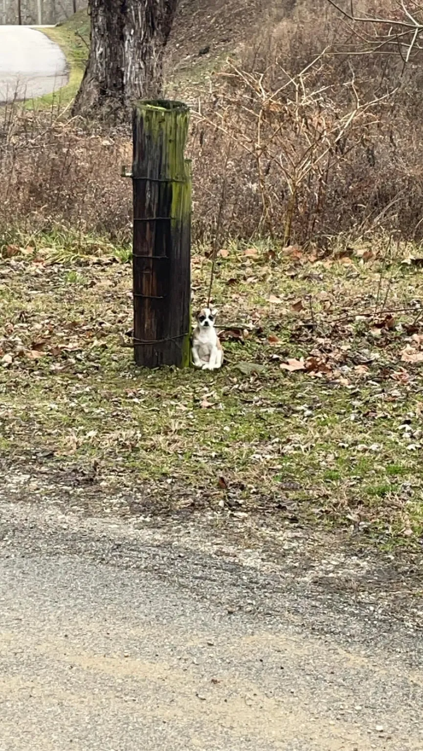 Driver deeply saddened as he looks out window and sees small dog tied to tree 2