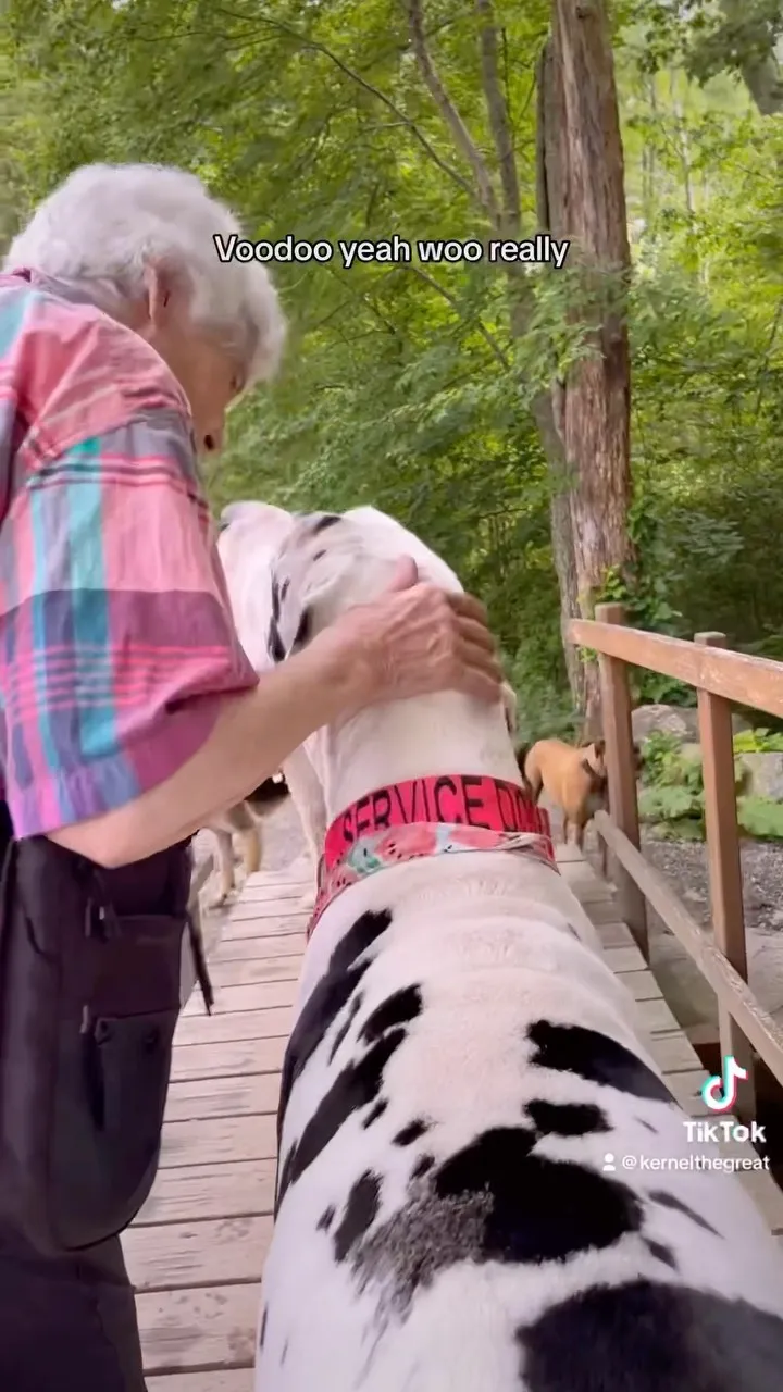 Duitse Dog adopteert oma nadat haar man is overleden 2