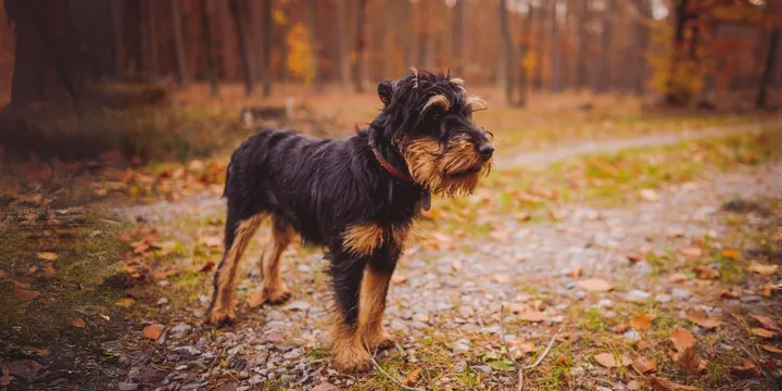 Duitse Jachtterriër-hondenras-verzorging-gezin-sociaal-leven-fysieke-kenmerken-dieet-informatie