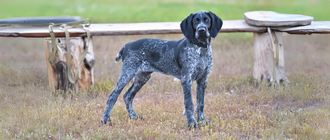 Duitse staande hond Draadhaar-hondenras-verzorging-gezin-sociaal-leven-fysieke-kenmerken-dieet-informatie