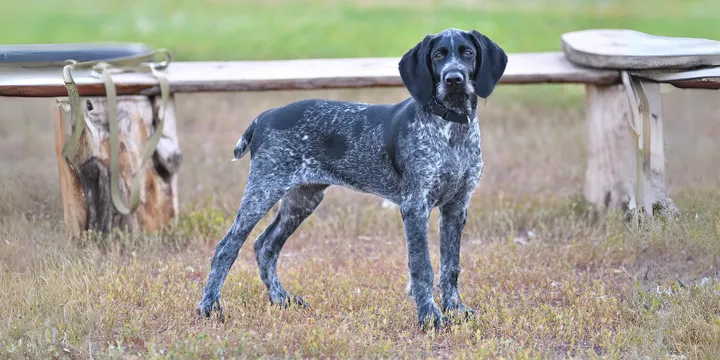 Duitse staande hond Draadhaar-hondenras-verzorging-gezin-sociaal-leven-fysieke-kenmerken-dieet-informatie