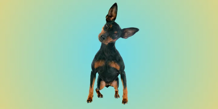 Dwergpinscher-hondenras-verzorging-gezin-sociaal-leven-fysieke-kenmerken-dieet-informatie