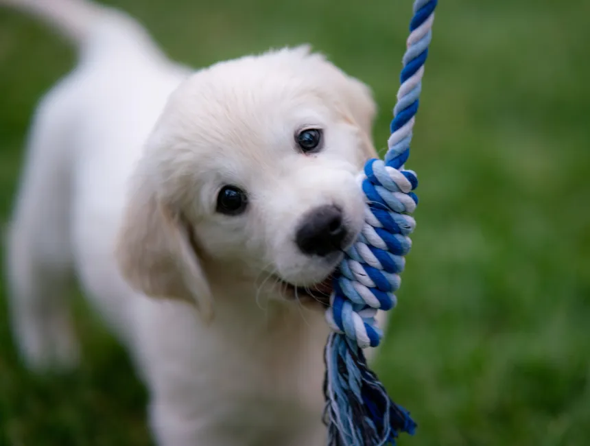 Exercise Puppy