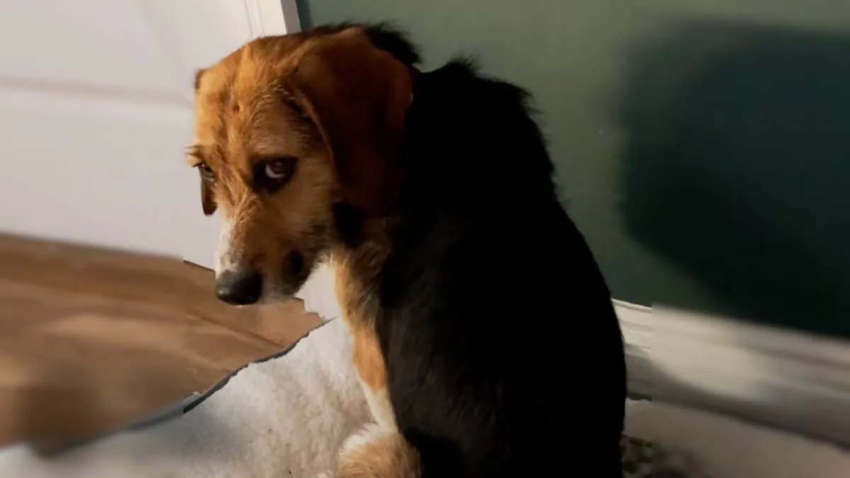 Angstige hond durft niet naar zijn nieuwe baasjes te kijken totdat hij zich realiseert dat hij