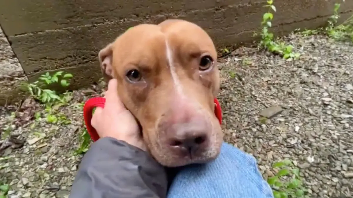 Fearful stray dog lives in small alley until found by rescuer 1