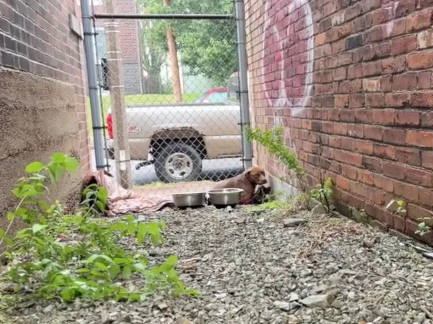 Fearful stray dog lives in small alley until found by rescuer 2