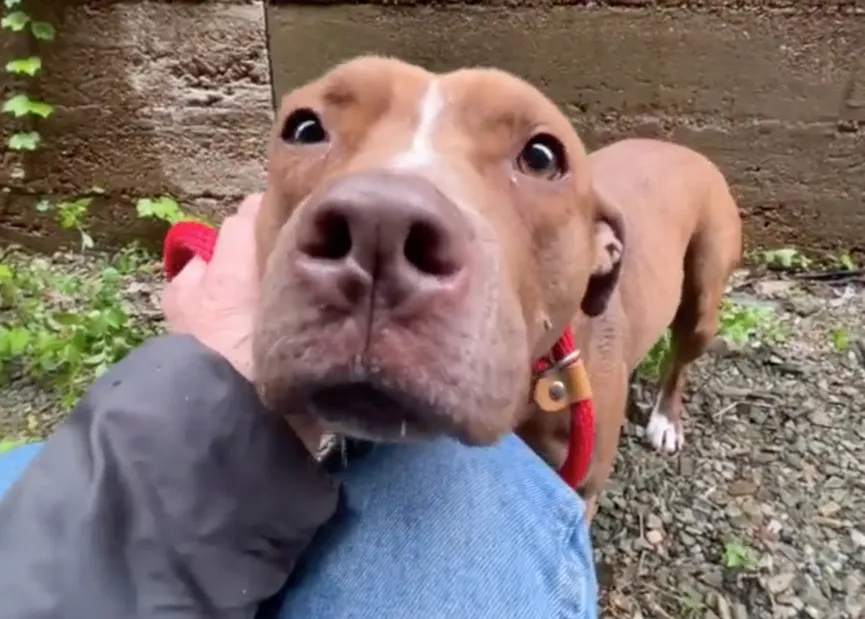 Fearful stray dog lives in small alley until found by rescuer 6