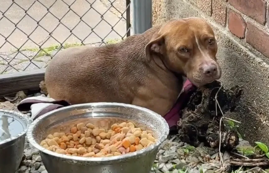 Fearful stray dog lives in small alley until found by rescuer 4