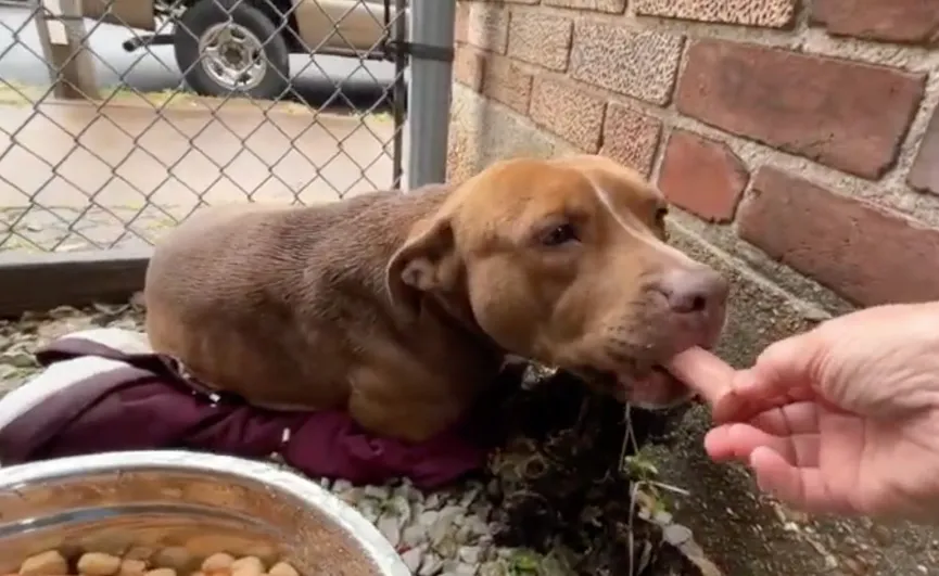 Fearful stray dog lives in small alley until found by rescuer 5