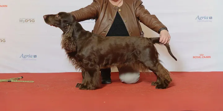 Field Spaniel-hondenras-verzorging-gezin-sociaal-leven-fysieke-kenmerken-dieet-informatie