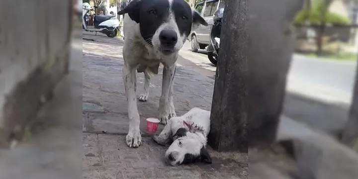 Frightened mother dog calls for help until rescuers rescue her injured puppy 1