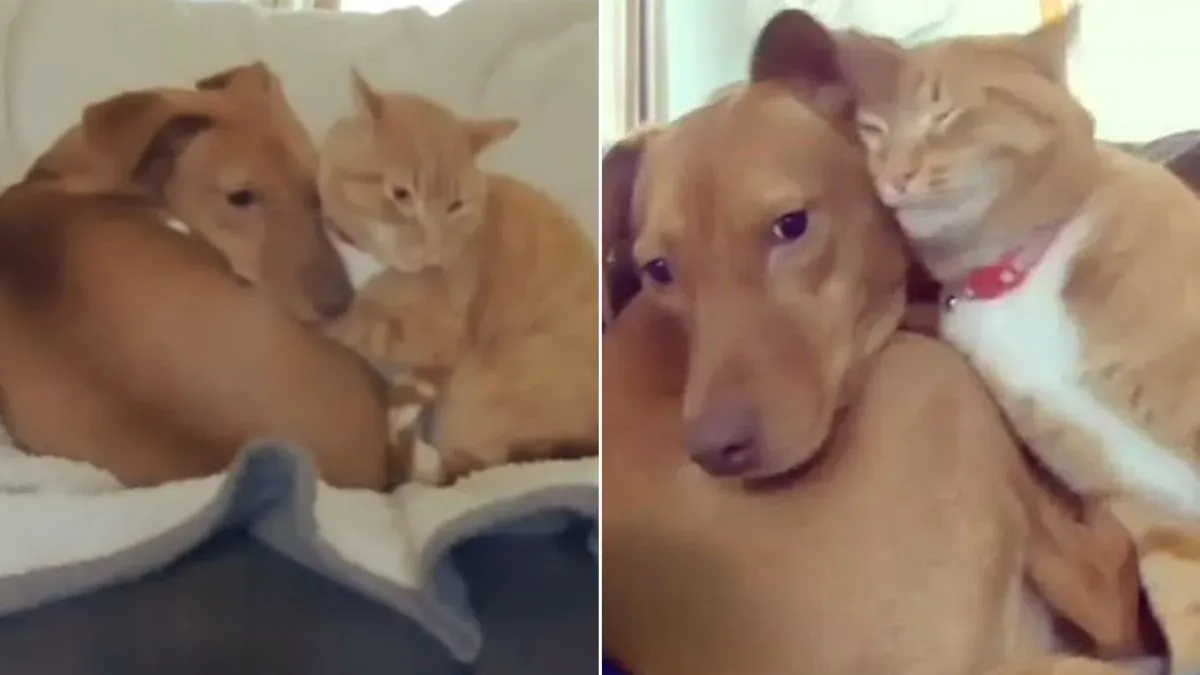 Geheime camera onthult kat die angstige hond troost als niemand kijkt 1