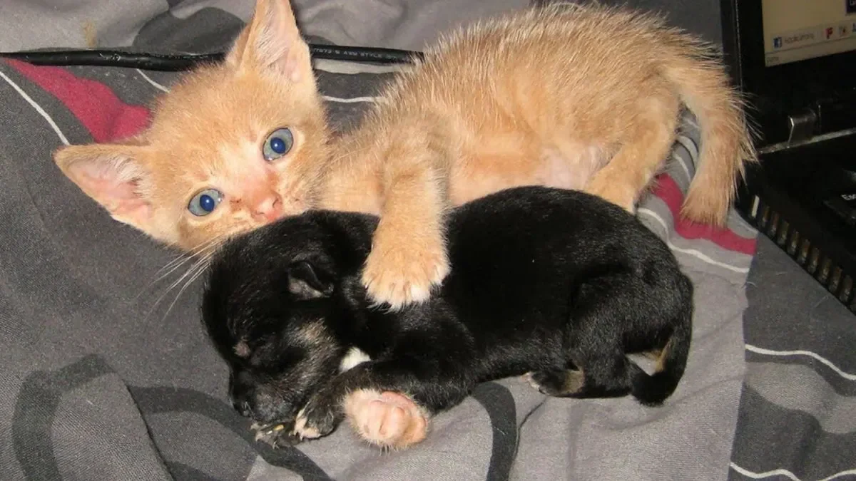Geredde Kitten Adopteert Puppy En Het Duo Is Nu Onafscheidelijk 1