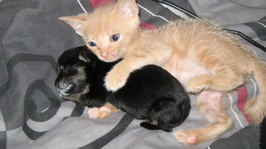 Geredde Kitten Adopteert Puppy En Het Duo Is Nu Onafscheidelijk 3