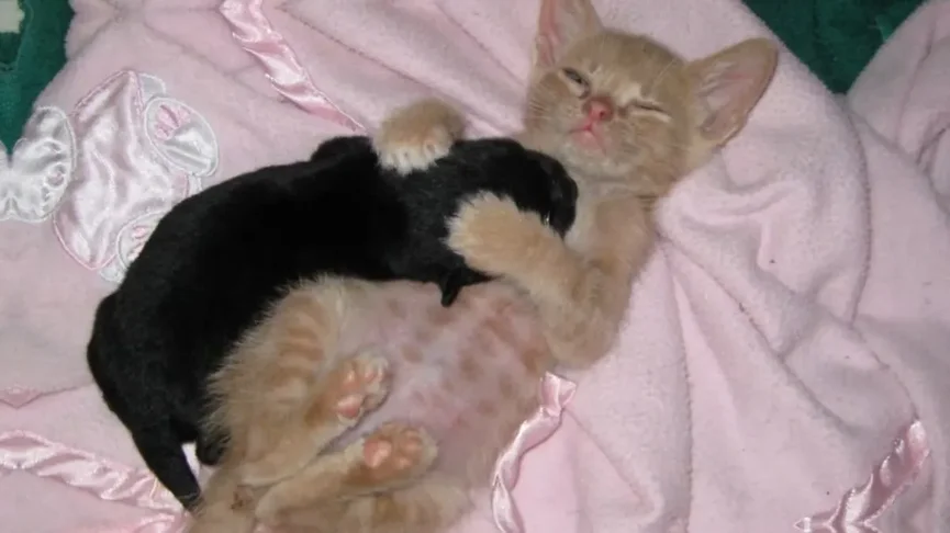 Geredde Kitten Adopteert Puppy En Het Duo Is Nu Onafscheidelijk 4