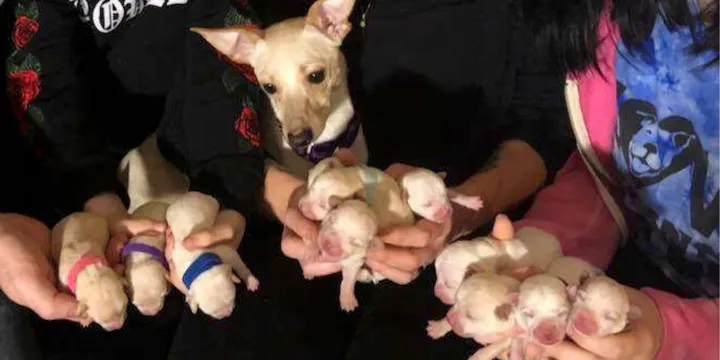 Geredde chihuahua krijgt 11 puppy's en verbreekt het wereldrecord 1