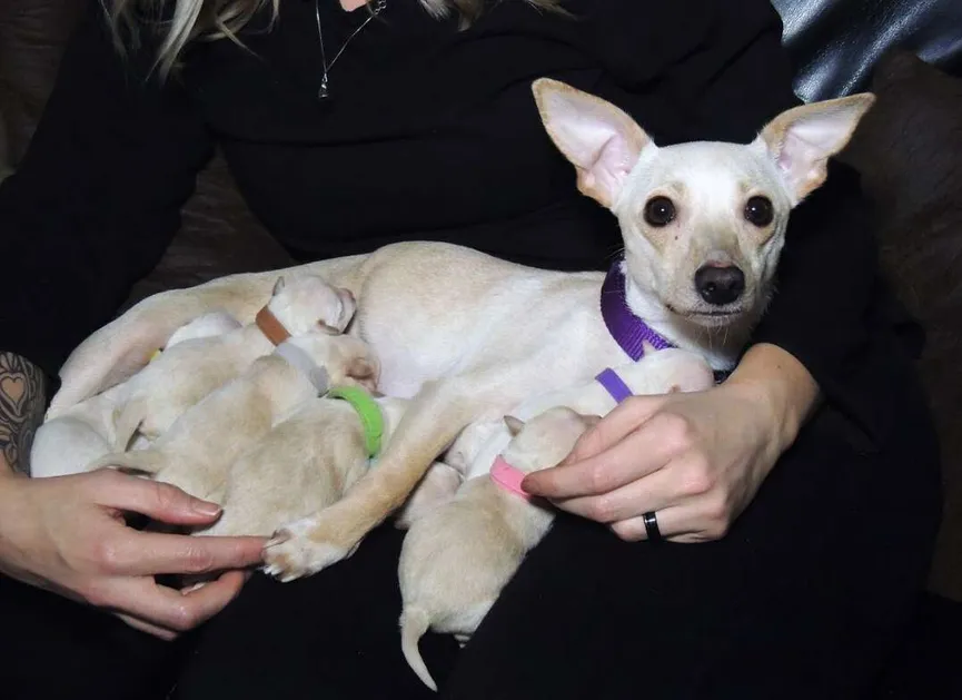Geredde chihuahua krijgt 11 puppy's en verbreekt het wereldrecord 7