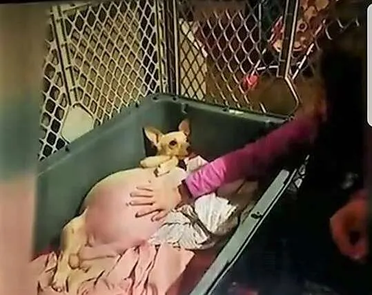 Geredde chihuahua krijgt 11 puppy's en verbreekt het wereldrecord 4