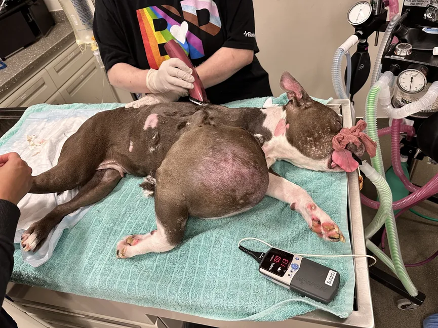 Geredde pitbull met tumor zo groot als een volleybal krijgt een tweede kans 3
