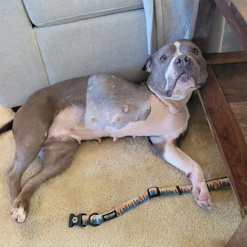 Geredde pitbull met tumor zo groot als een volleybal krijgt een tweede kans 4