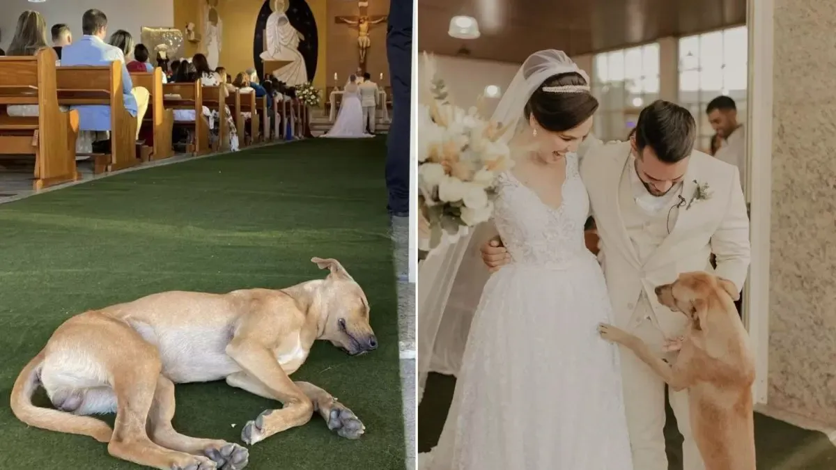 Gewonde zwerfhond crasht huwelijksceremonie en wordt geadopteerd door pasgetrouwden 1