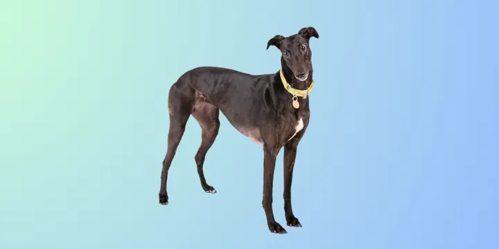 Greyhound-hondenras-verzorging-gezin-sociaal-leven-fysieke-kenmerken-dieet-informatie