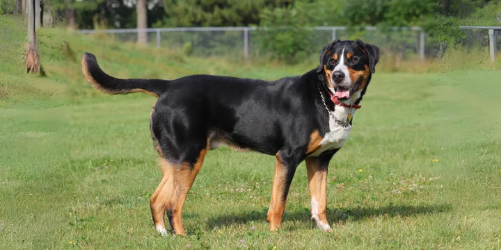 Grote Zwitserse Sennenhond-hondenras-verzorging-gezin-sociaal-leven-fysieke-kenmerken-dieet-informatie