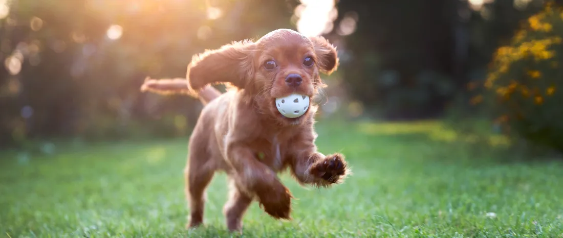 Happy, Healthy Puppy