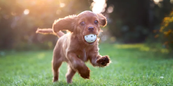 Happy, Healthy Puppy