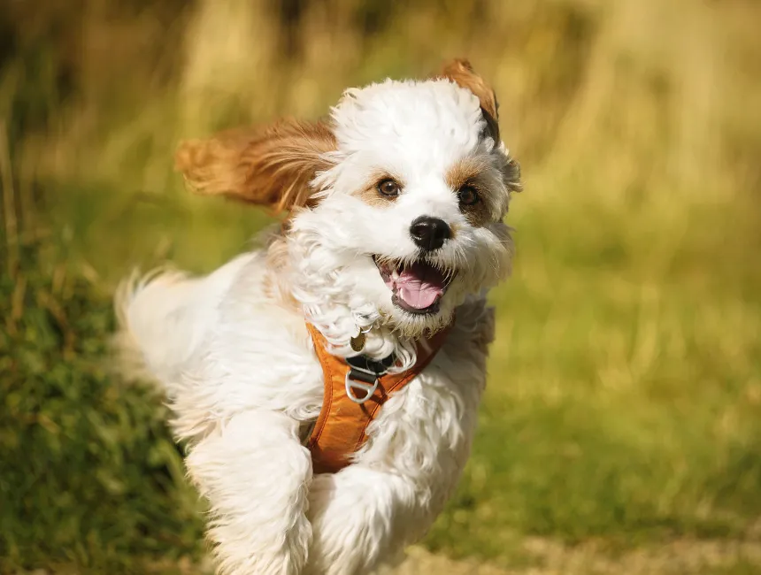 Happy, Healthy Puppy