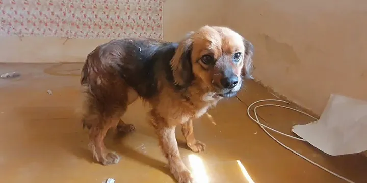 Heartbroken dog refuses to leave house after owner dies 1