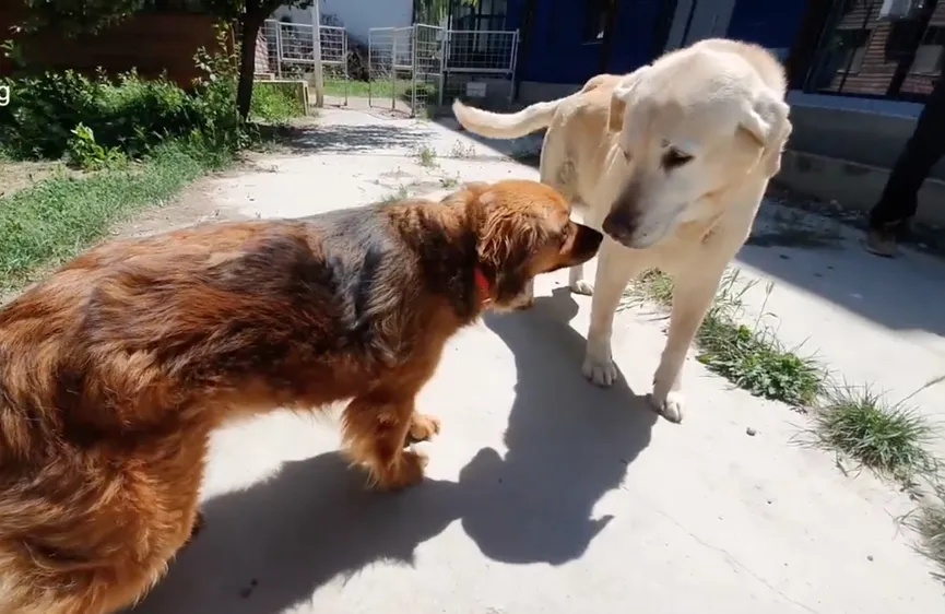 Heartbroken dog refuses to leave house after owner dies 7