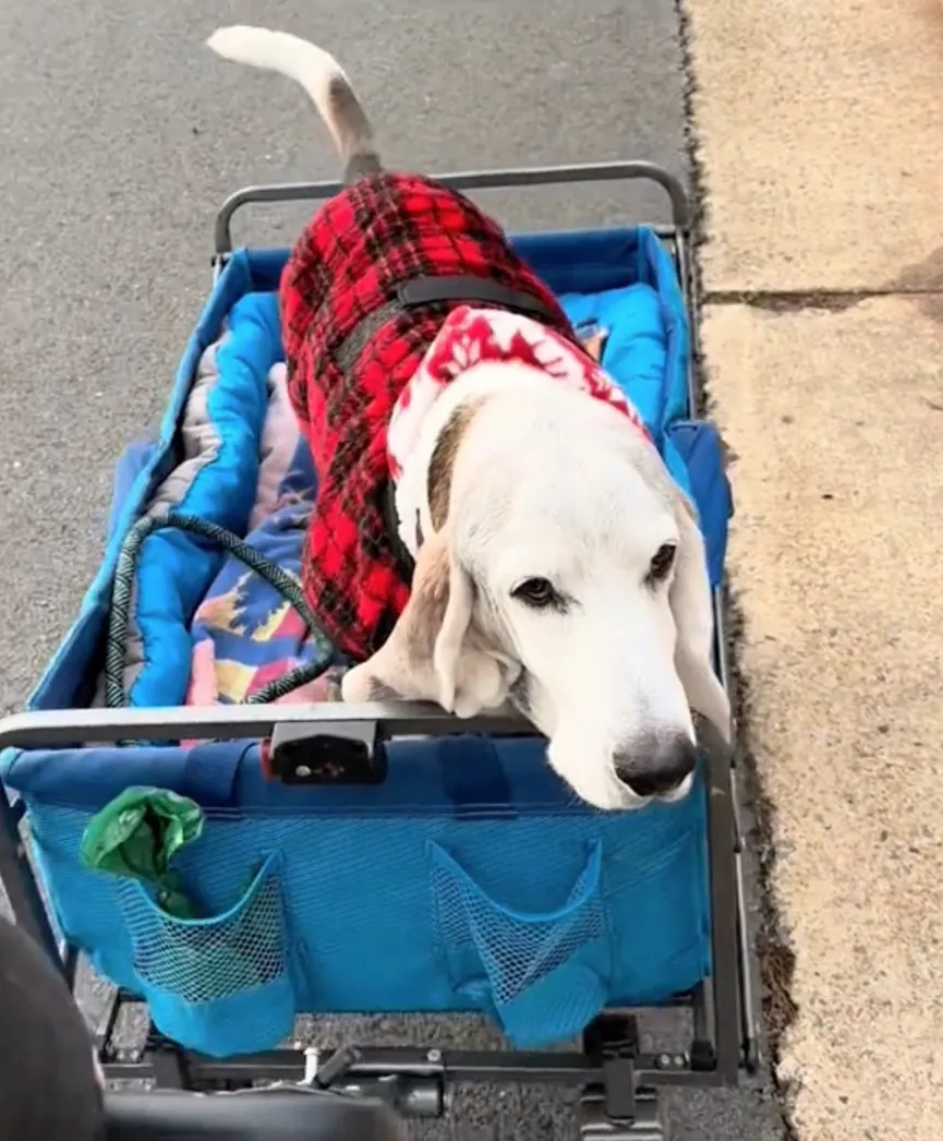 Heartwarming reunion of senior dog Errol with friend Romeo 5