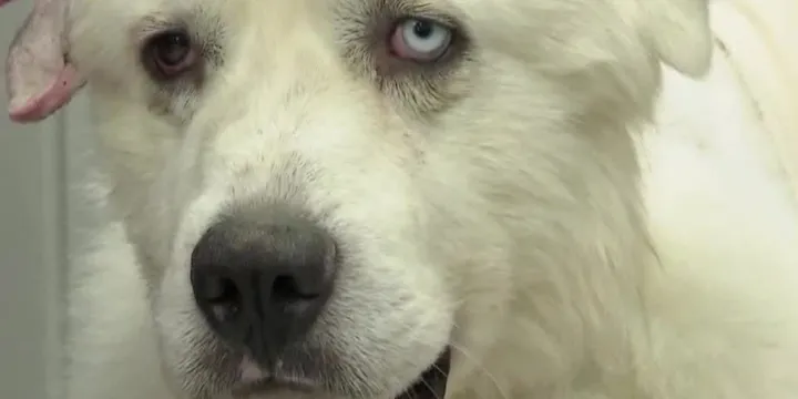 Heroic herd dog fights 11 coyotes to save his sheep 1