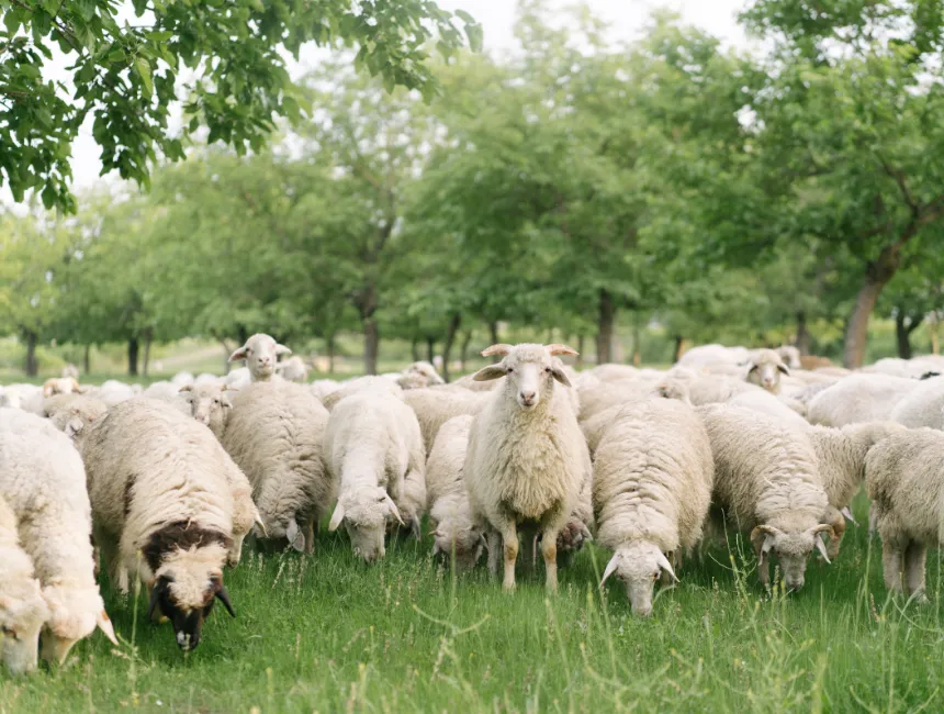 Heroic herd dog fights 11 coyotes to save his sheep 2