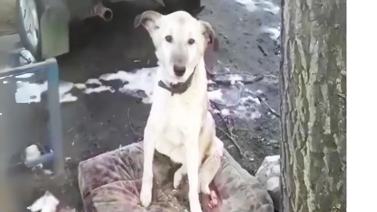 Hond achtergelaten door zijn eigenaar weigert de plek te verlaten waar hij hem voor het laatst zag 1
