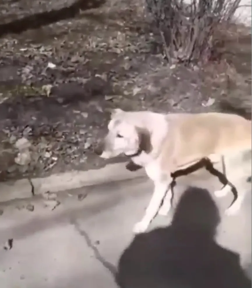 Hond achtergelaten door zijn eigenaar weigert de plek te verlaten waar hij hem voor het laatst zag 2