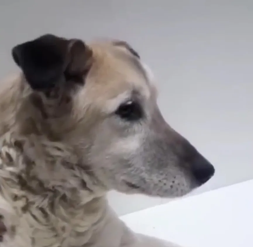 Hond achtergelaten door zijn eigenaar weigert de plek te verlaten waar hij hem voor het laatst zag 4