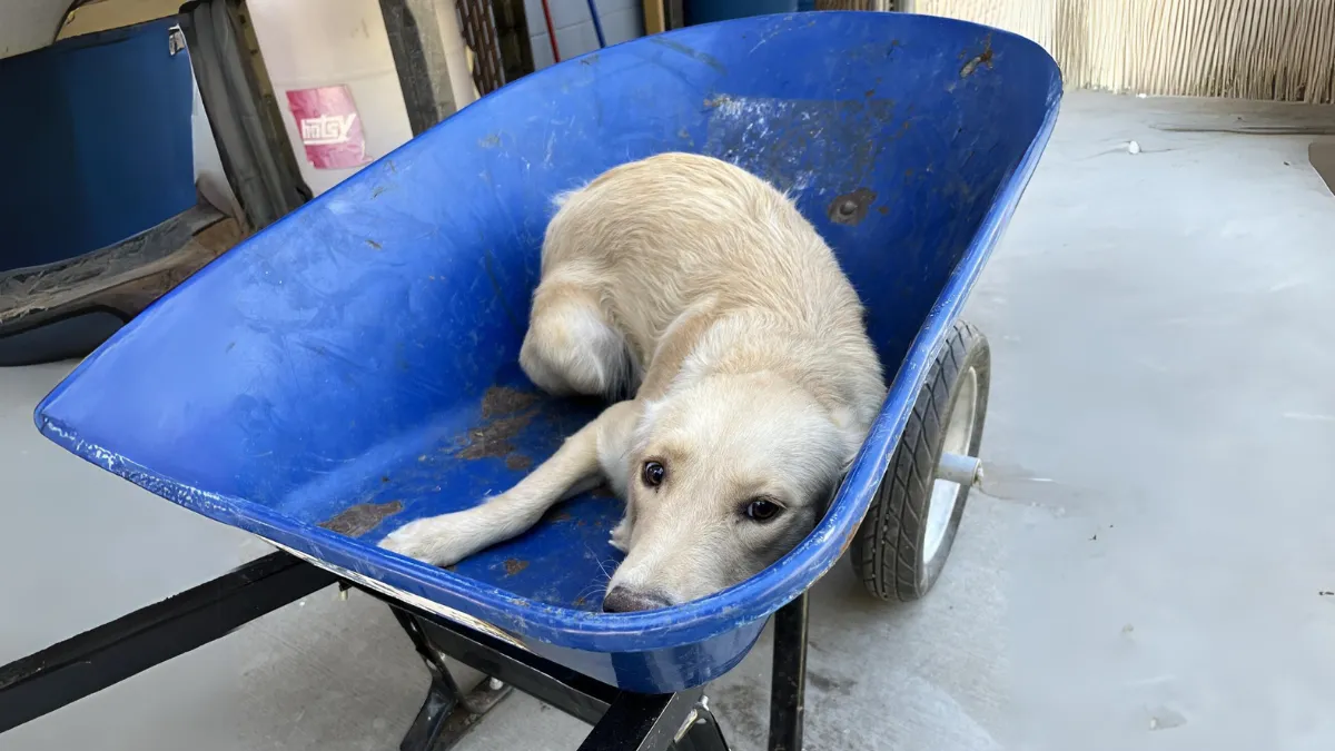Hond die in een kruiwagen werd vervoerd om ingeslapen te worden krijgt een tweede kans 1