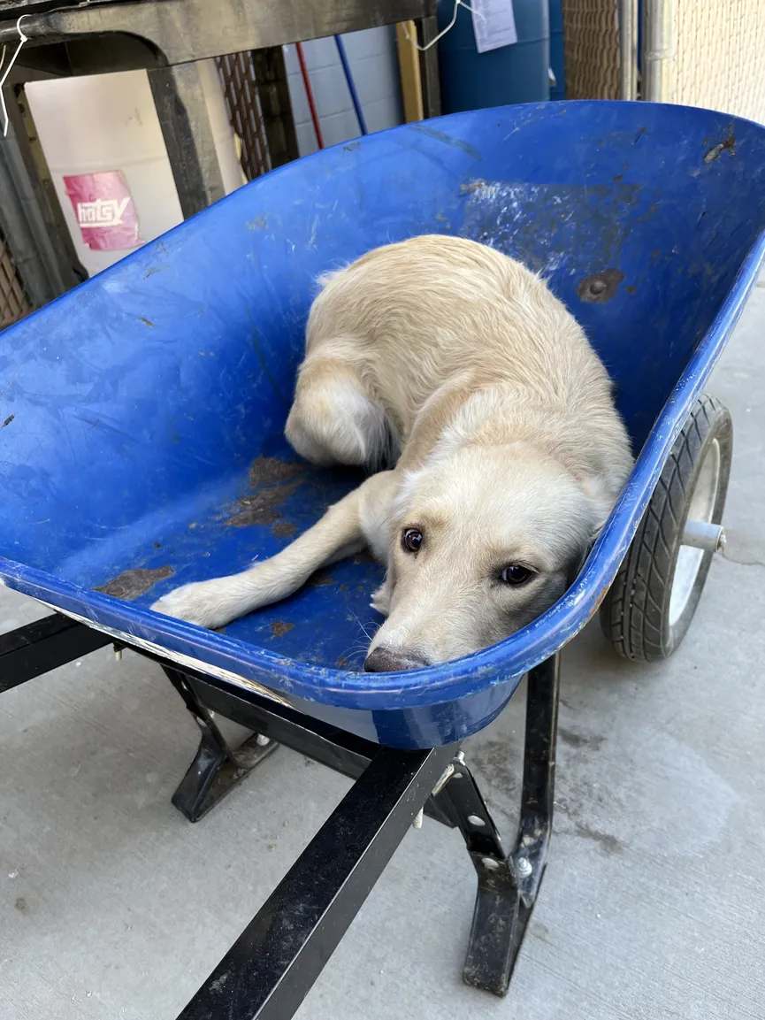 Hond die in een kruiwagen werd vervoerd om ingeslapen te worden krijgt een tweede kans 3