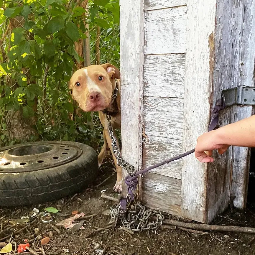 Hond die vastgeketend zat aan een huis kan zijn vreugde niet verbergen als hij zijn redder ziet 2