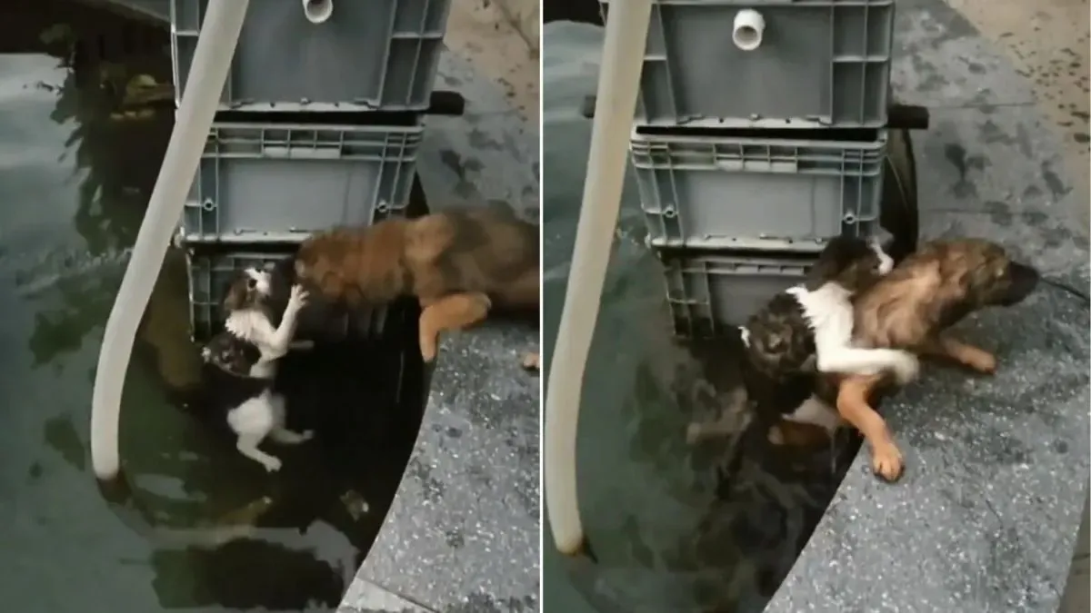 Hond riskeert zijn leven en springt in het water om een verdrinkende kat te redden 1