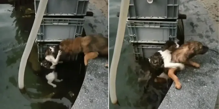 Hond riskeert zijn leven en springt in het water om een verdrinkende kat te redden 1