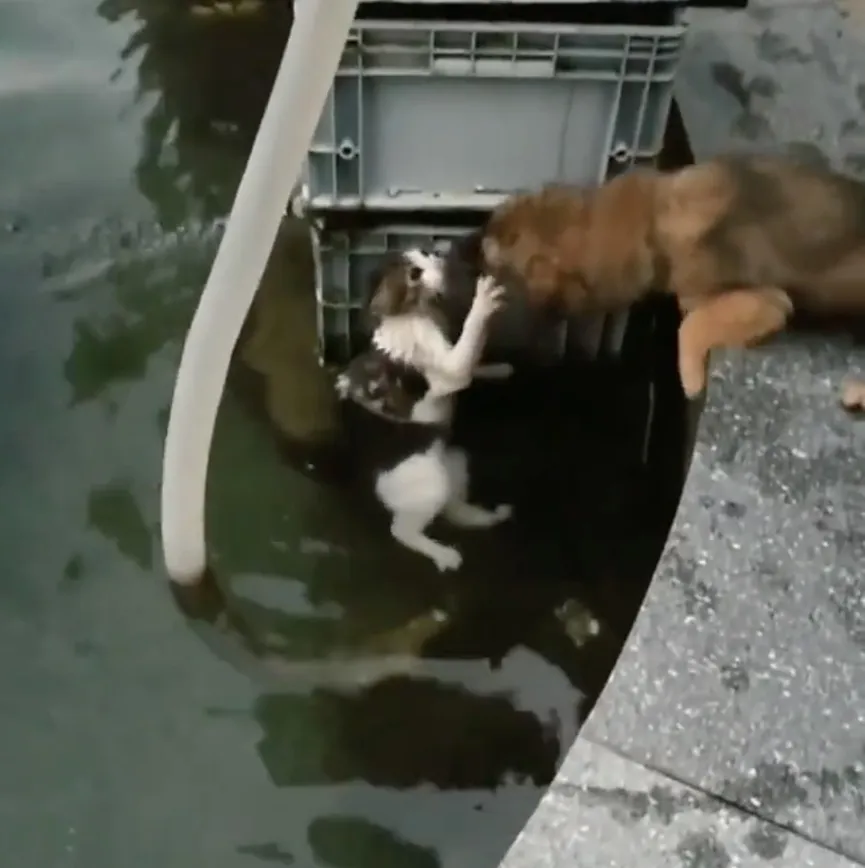 Hond riskeert zijn leven en springt in het water om een verdrinkende kat te redden 2