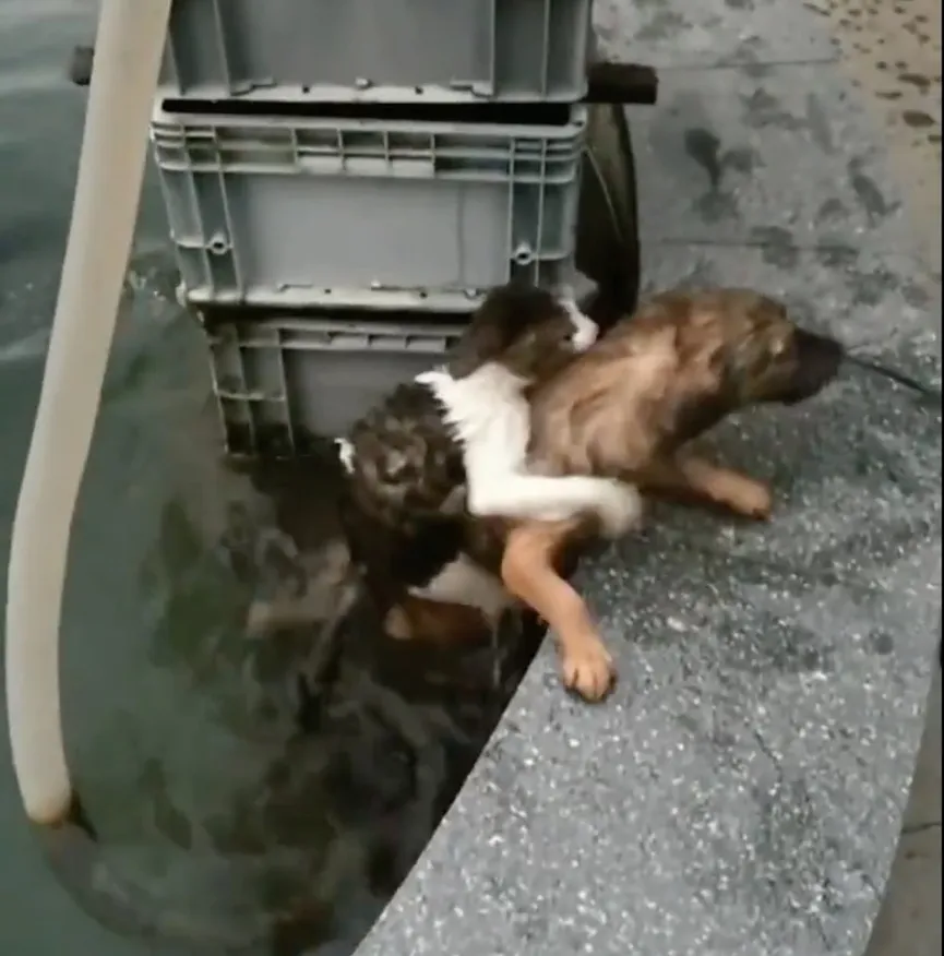Hond riskeert zijn leven en springt in het water om een verdrinkende kat te redden 4