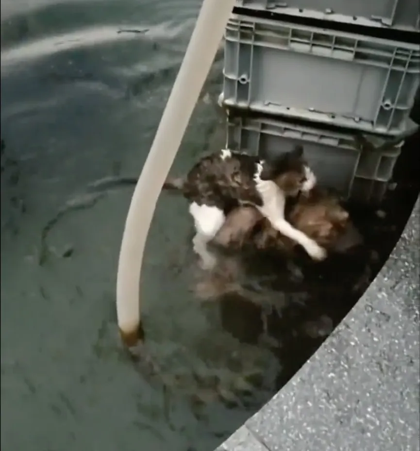 Hond riskeert zijn leven en springt in het water om een verdrinkende kat te redden 3