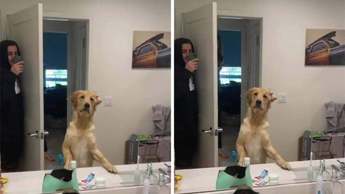 Hond speelt verstoppertje met baasje en raakt helemaal in de war door spiegel 1
