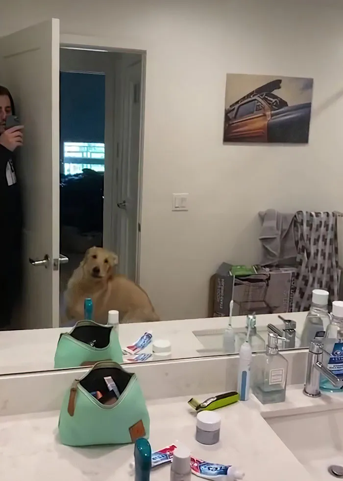 Hond speelt verstoppertje met baasje en raakt helemaal in de war door spiegel 2